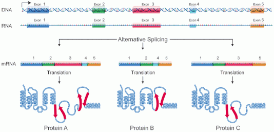 DNA alternative splicing.gif
